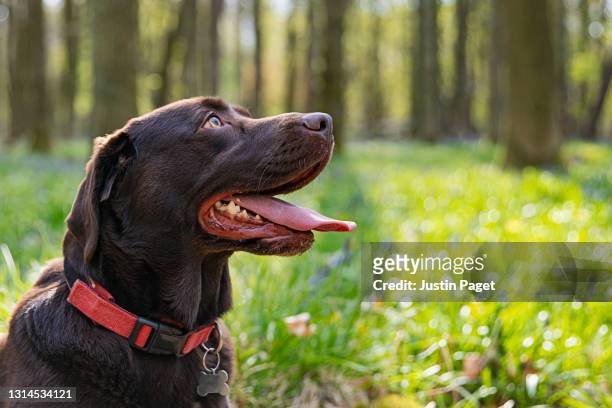 profile portrait of a chocolate labrador dog in the forest - hijgen stockfoto's en -beelden
