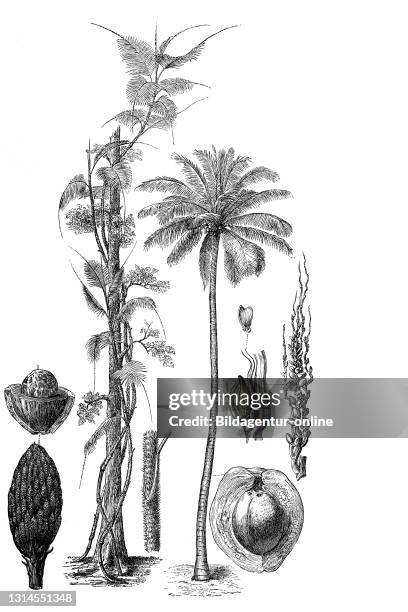 Palm, coconut palm, Cocos nucifera, and Calamus rotang, Spanish cane, giant reed, Arundo donax, woodcut from 1880 / Palmen, Kokospalme, und Calamus...