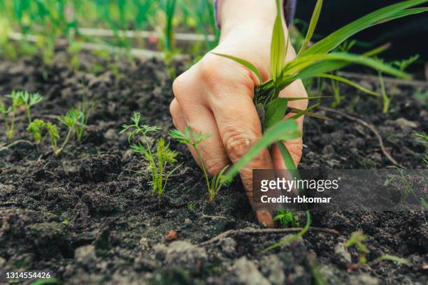 care for carrot sprouts growing in the soil in a row. female hand removes weeds in the garden bed, cultivation of vegetables, agricultural hobby. rural scene - wildpflanze stock-fotos und bilder