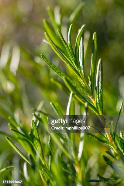 羅斯瑪麗植物背景溫暖太陽火焰複製空間 - rosemary 個照��片及圖片檔