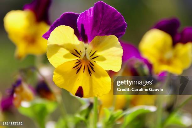 the pansies - pansy fotografías e imágenes de stock