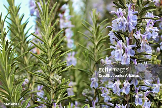close up image of rosemary growing in a garden - ローズマリー ストックフォトと画像