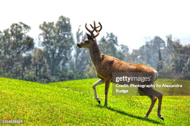 mule deer. - mule deer stock-fotos und bilder