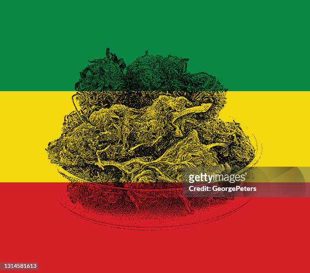 cannabisknospen in einem petrigericht - cannabis plant stock-grafiken, -clipart, -cartoons und -symbole