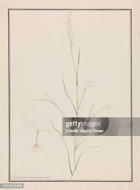Cyperus papyrus L. : finished drawing of steam and flowering head, with details of inflorescence left and right, Luigi Balugani, 1737–1770, Italian,...