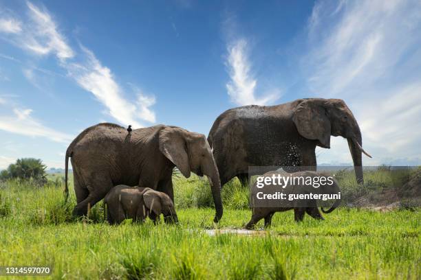 elefanti africani (loxodonta africana) nel parco nazionale di murchison, uganda - elephant foto e immagini stock