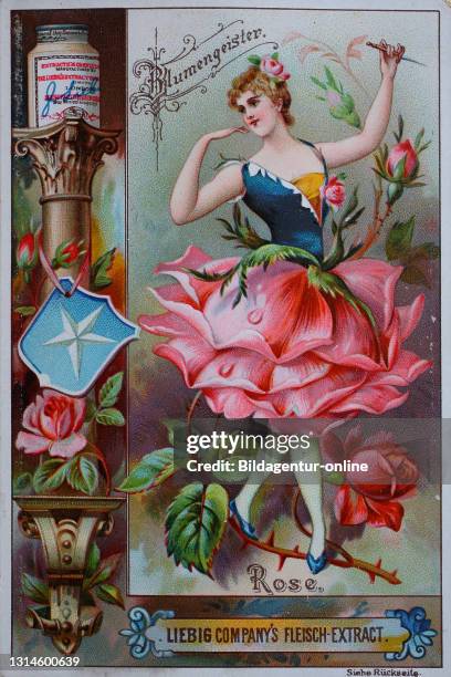 Photos Series women as flowers, Rose / Bilderserie Frauen als Blumen, Rose, digital improved reproduction of a collectible image from the Liebig...