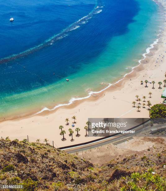 palm tree at beach in tenerife - playa de las teresitas stock pictures, royalty-free photos & images