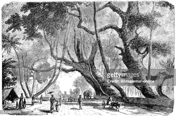 Holy fig tree belonging to the fig genus, also idol tree. Ceylon, 1880 / Banianenbaum, zur Feigengattung gehörender heiliger Feigenbaum, auch...