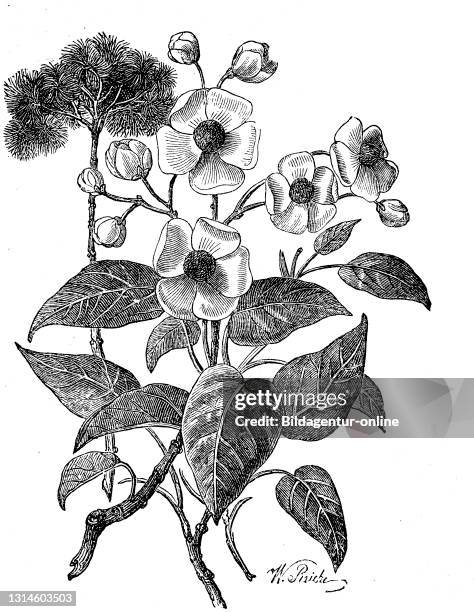 Bixa orellana, Achiote, is a shrub native to a region between northern South America and Mexico / Annattostrauch, Bixa orellana, ist eine Pflanzenart...