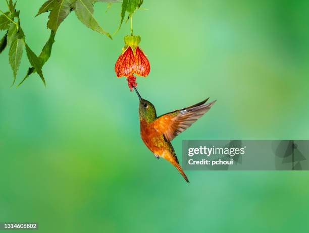 kastanjeborst coronet, kolibrie tijdens de vlucht - hummingbirds stockfoto's en -beelden