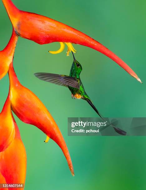 rufous-booted racket-tail, colibri en vol - hummingbird photos et images de collection