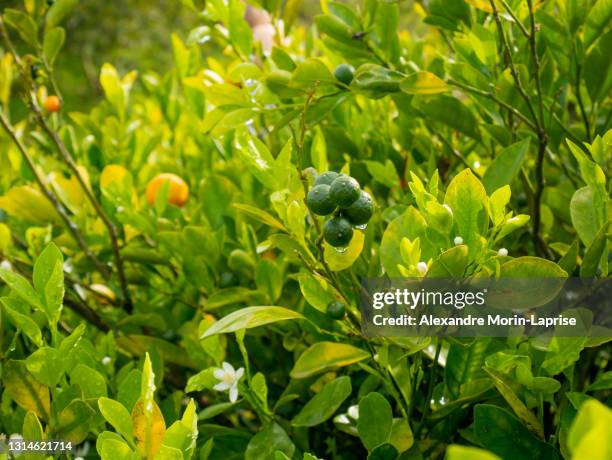the lemon (citrus limon), the plant with some fruits hanging in the garden - zitronen feld stock-fotos und bilder