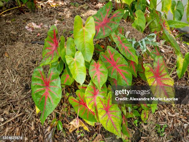 plant know as elephant ear, heart of jesus and angel wings (caladium) because of the shapes of its leaves - caladium field stock pictures, royalty-free photos & images