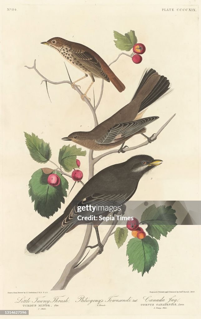 Little Tawny Thrush.