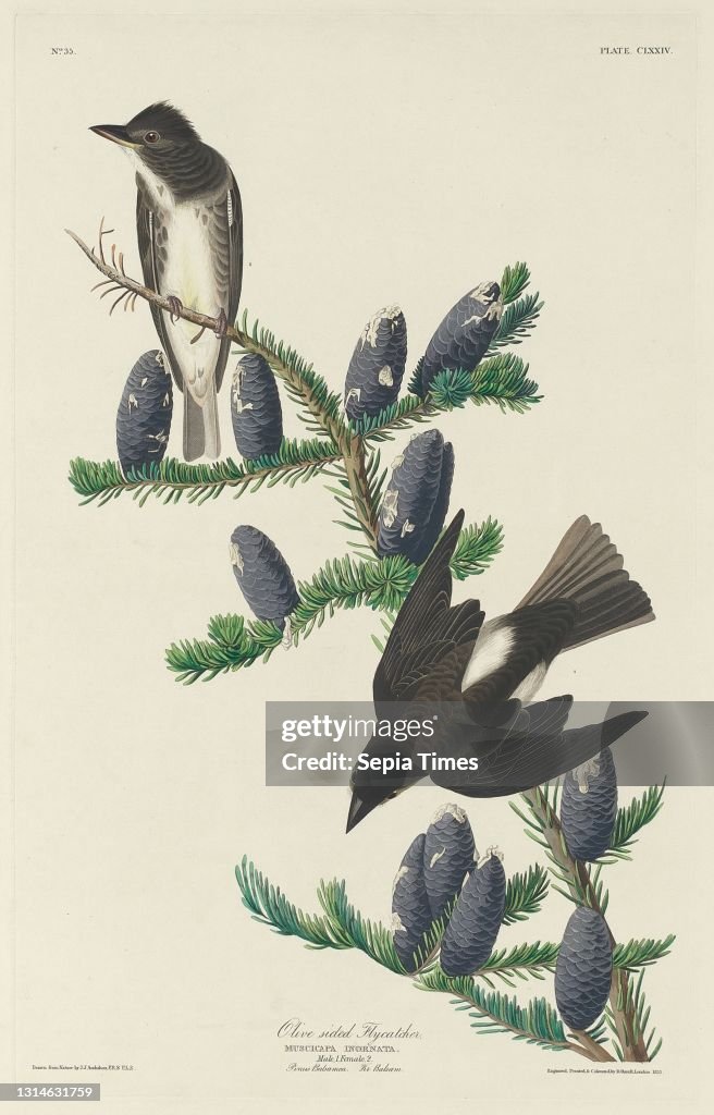 Olive-sided Flycatcher.