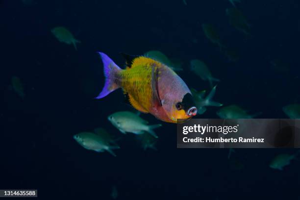 creole wrasse - creole wrasse stock pictures, royalty-free photos & images