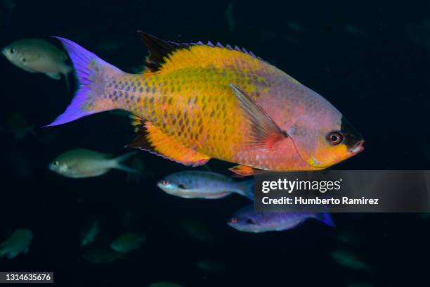 creole wrasse - creole wrasse stock pictures, royalty-free photos & images
