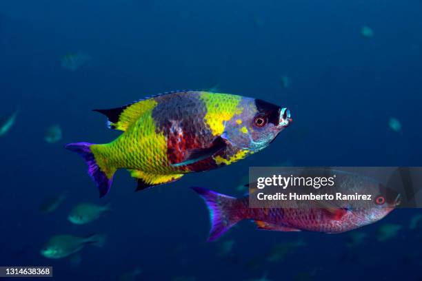 creole wrasses. - creole wrasse stock pictures, royalty-free photos & images