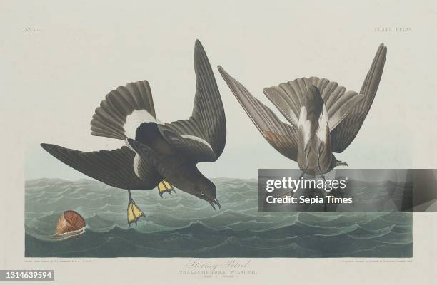 Robert Havell, Jr., , American, born England, 1793 - 1878, John James Audubon, , American, 1785 - 1851, Stormy Petrel, The Birds of America: Plate...
