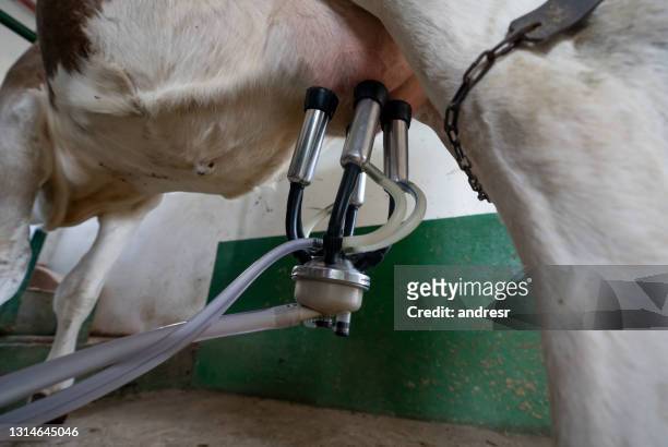 酪農場で搾乳されている牛のクローズアップ - milking machine ストックフォトと画像