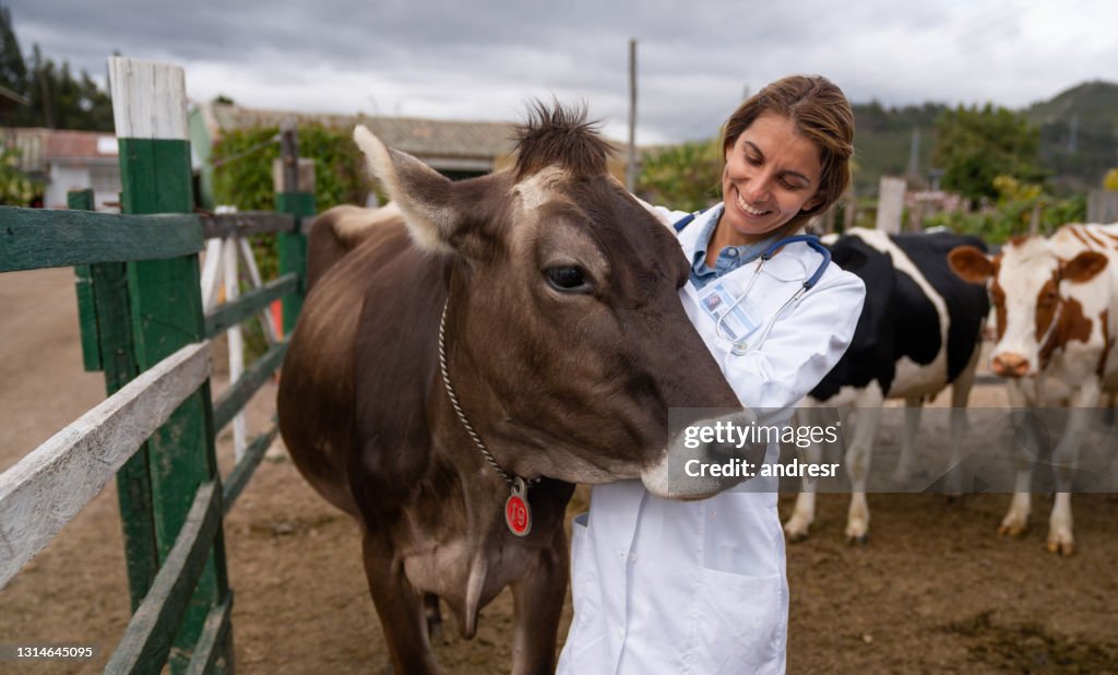 Happy veterinarian checking the cattle at a livestock farm