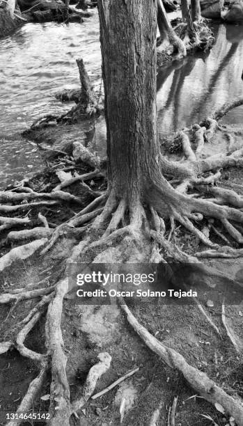 Dark Roots Tree Dark Roots Photos and Premium High Res Pictures - Getty Images