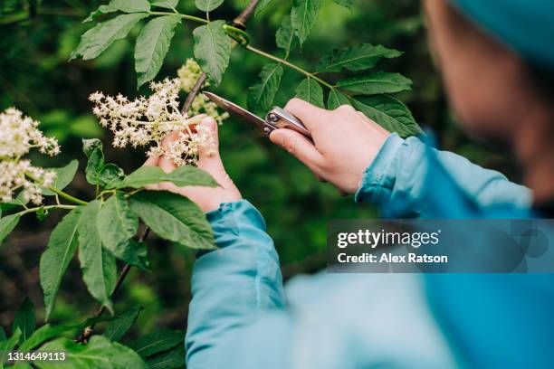 pov of women cutting elderflower blossoms while foraging - elderberry stock-fotos und bilder