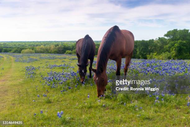 bluebonnets and horses - texas farm stock pictures, royalty-free photos & images