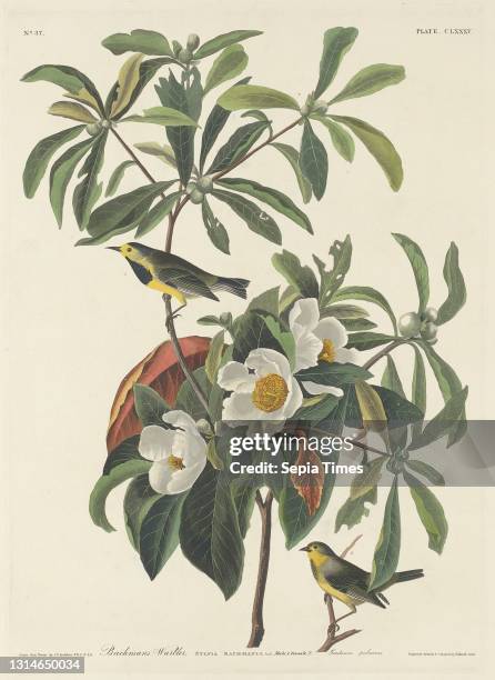 Robert Havell, Jr., , American, born England, 1793 - 1878, John James Audubon, , American, 1785 - 1851, Bachman's Warbler, The Birds of America:...