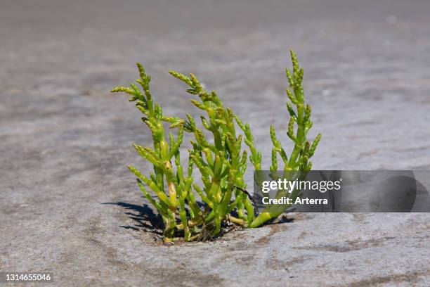 Common glasswort , halophytic annual dicot flowering plant growing on mudflat / mud flat.