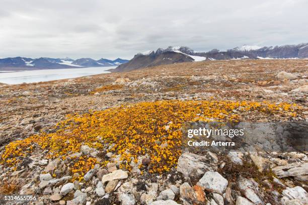 Snowbed 12,505 Images Of The Tundra Biome Stock Photos, High-Res Pictures, and ...