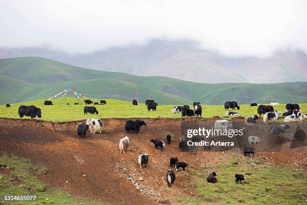 Domestic yaks with calves and prayer flags in the Chinese Himalayas, Tibetan Plateau, China.