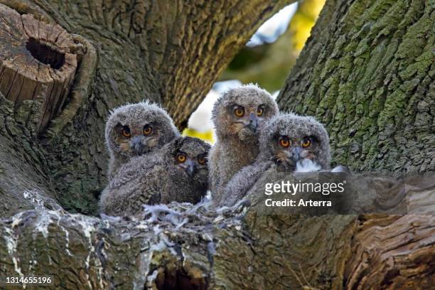 Eurasian eagle-owl / European eagle-owl four chicks inside nest in oak tree in forest in spring.