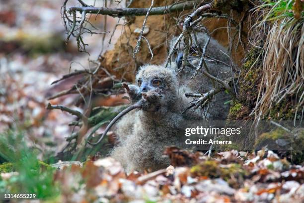 Eurasian eagle-owl / European eagle-owl chick swallowing dead rat in nest on the ground at base of uprooted tree in forest in spring.