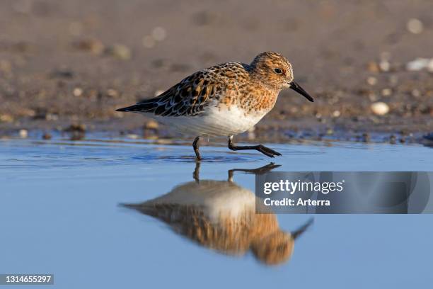 Sanderling in breeding plumage foraging on the beach in spring.