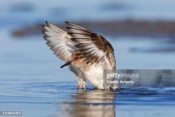 Sanderling in breeding plumage flapping its wings on the beach in spring.