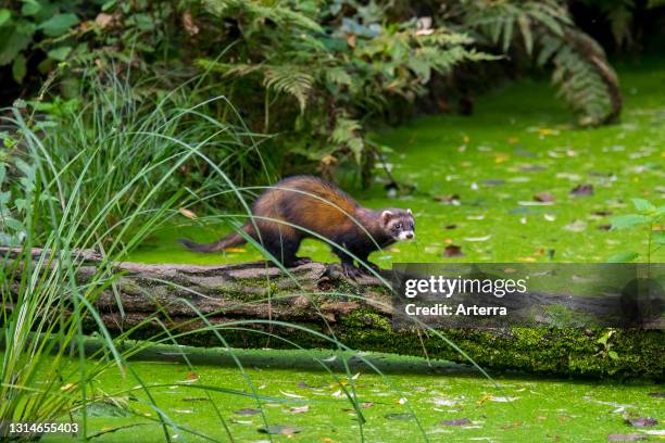 European polecat running over fallen tree trunk over water of pond in marshland.