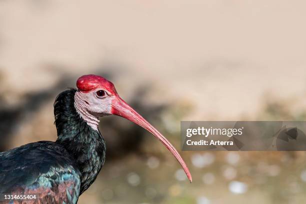 Southern bald ibis , wading bird native to southern Africa.
