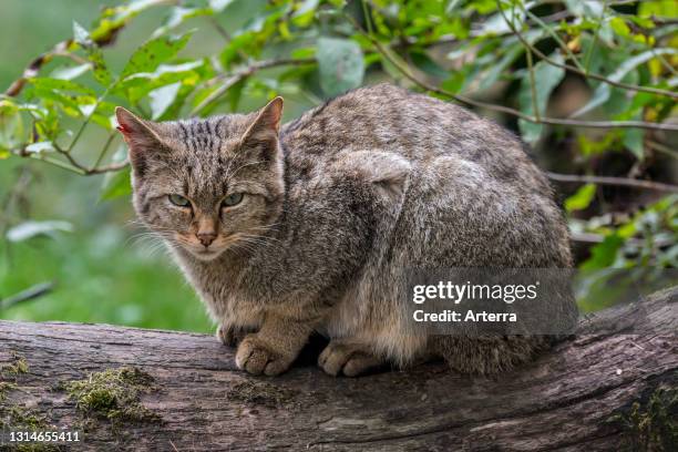 European wildcat / wild cat sitting on fallen tree trunk in forest.