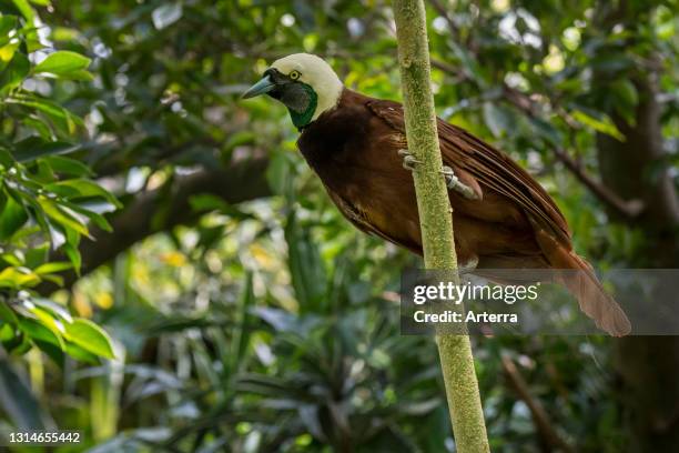 Greater bird-of-paradise male, native to southwest New Guinea and Aru Islands, Indonesia.