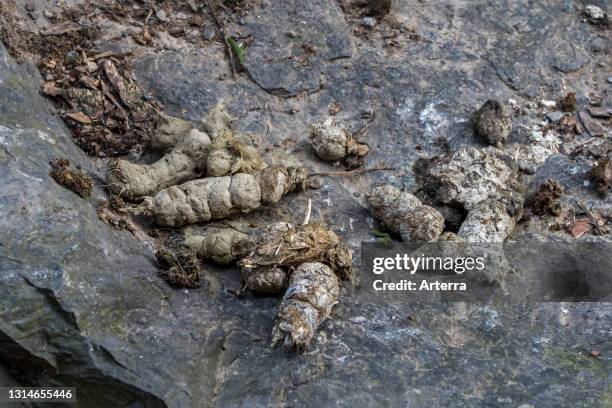 Droppings / excrements / faeces of snow leopard / ounce .