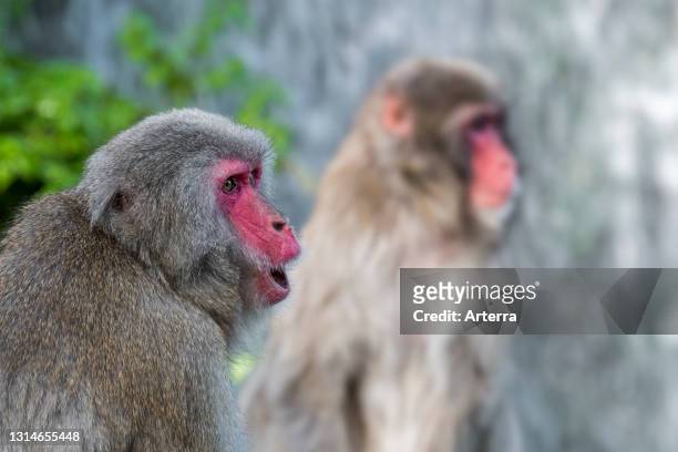 Two Japanese macaques / snow monkeys close-up portrait of macaque calling, native to Japan.