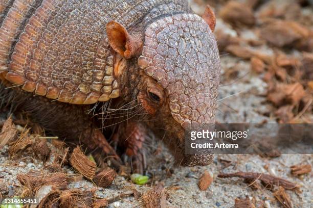 Screaming hairy armadillo / small screaming armadillo , burrowing armadillo native to South America.
