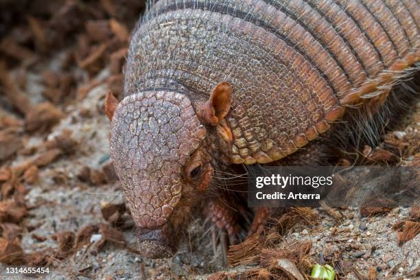 Screaming hairy armadillo / small screaming armadillo , burrowing armadillo native to South America.