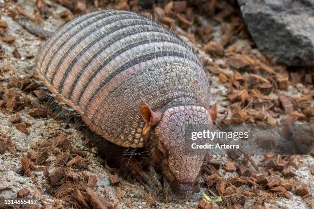 Screaming hairy armadillo / small screaming armadillo , burrowing armadillo native to South America.