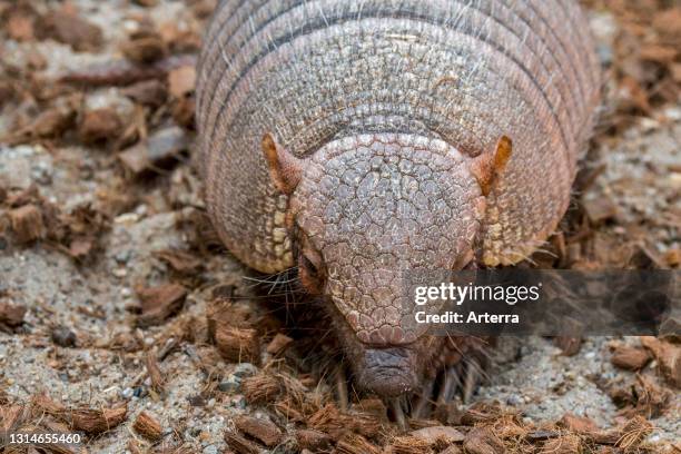 Screaming hairy armadillo / small screaming armadillo , burrowing armadillo native to South America.