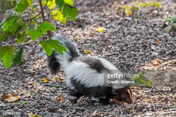 Striped skunk foraging, native to southern Canada, the United States and northern Mexico.