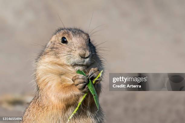 Close-up of black-tailed prairie dog eating blade of grass.