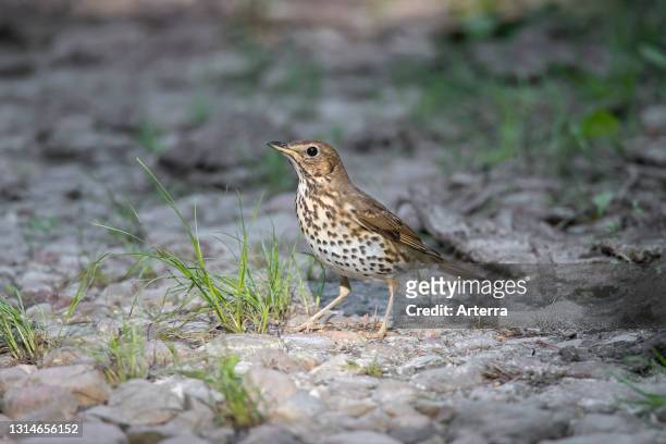 Song thrush foraging on the ground in summer.